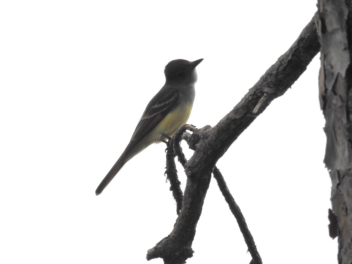 Great Crested Flycatcher - ML615873048