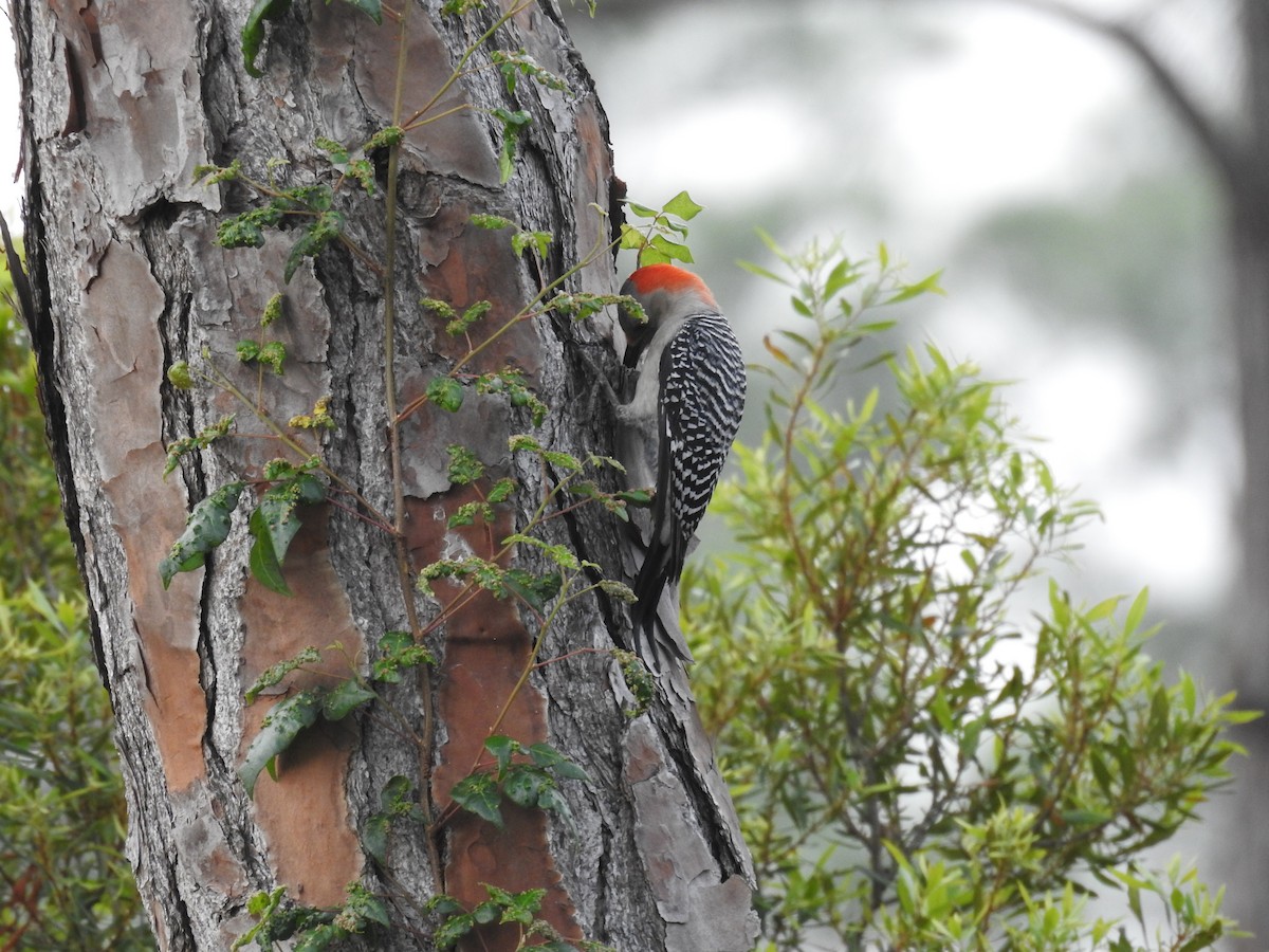 Red-bellied Woodpecker - ML615873094