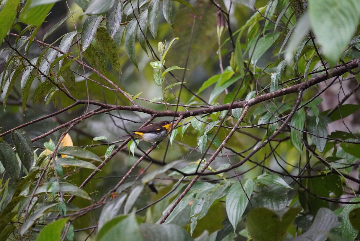 Yellow-backed Tanager - ML615873168