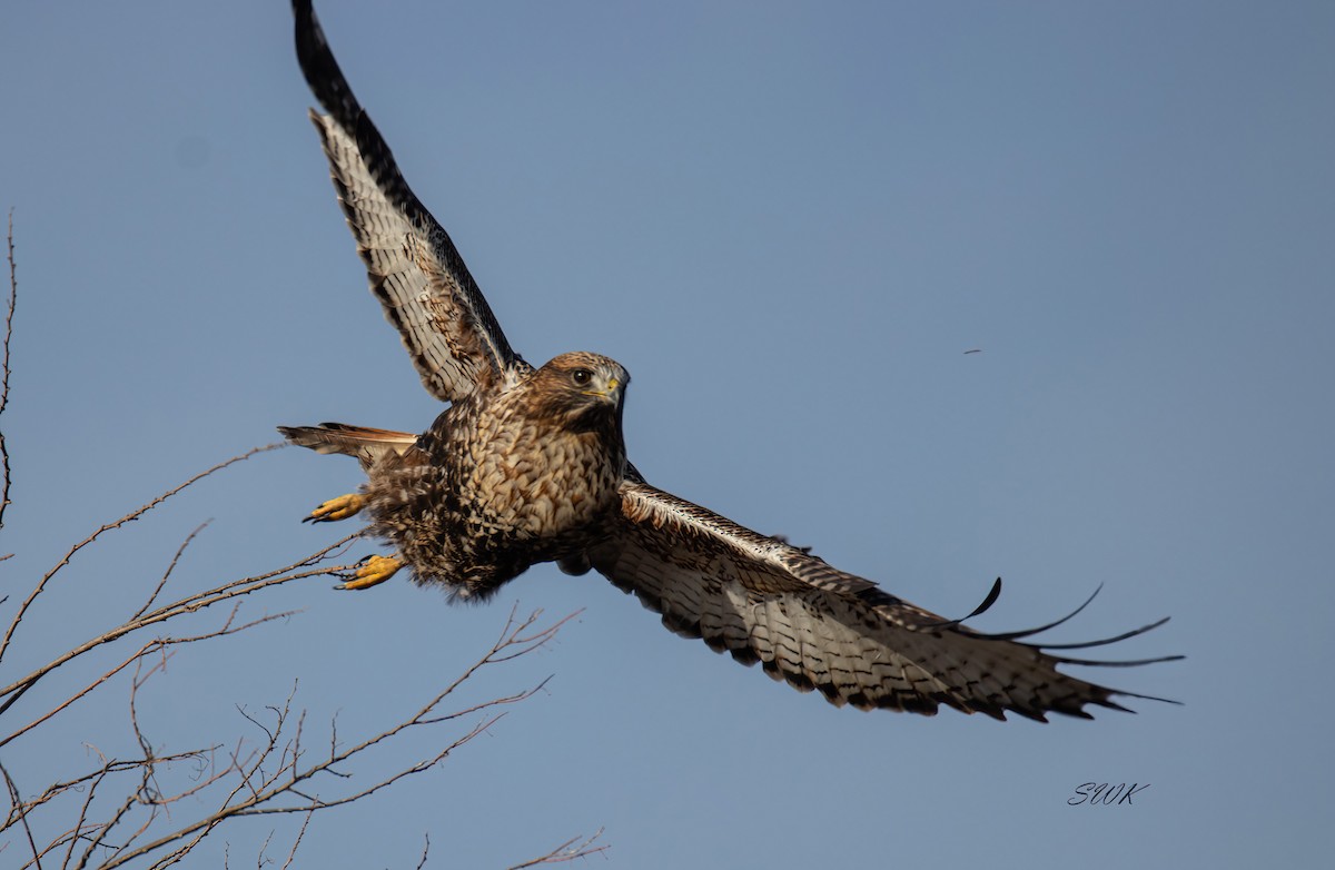 Red-tailed x Rough-legged Hawk (hybrid) - Steve Krout
