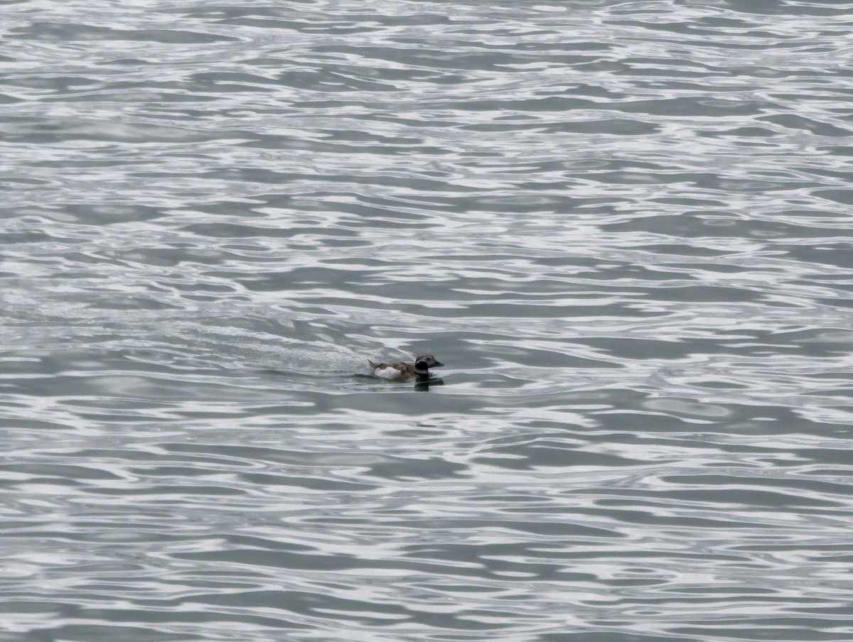 Long-tailed Duck - ML615873255