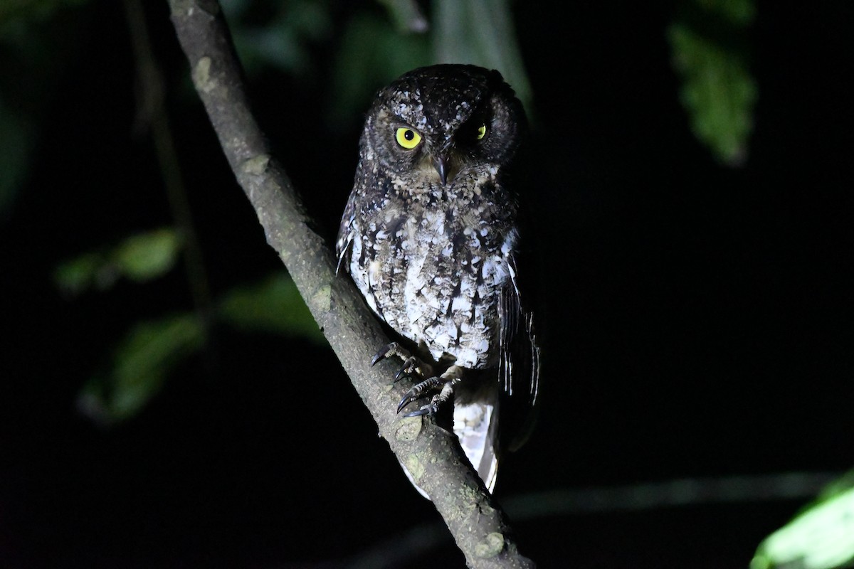 Sulawesi Scops-Owl - ML615873358