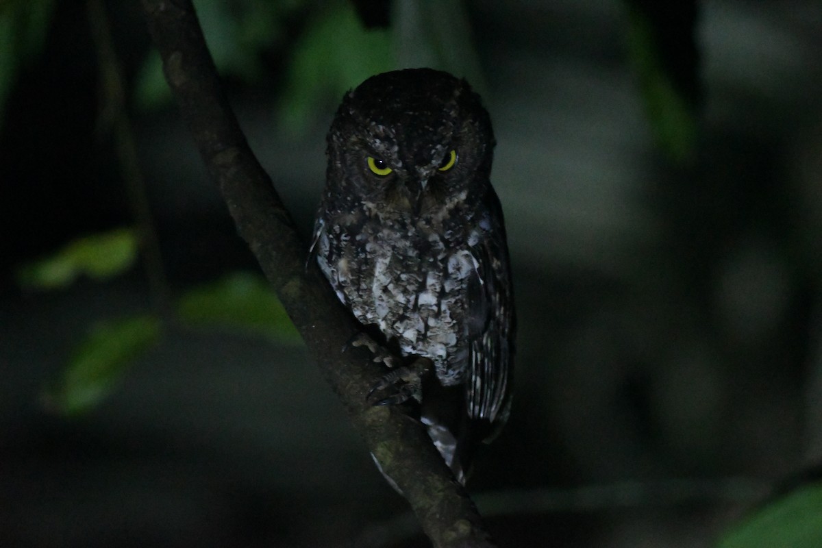 Sulawesi Scops-Owl - ML615873359