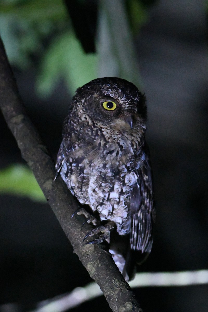 Sulawesi Scops-Owl - ML615873360