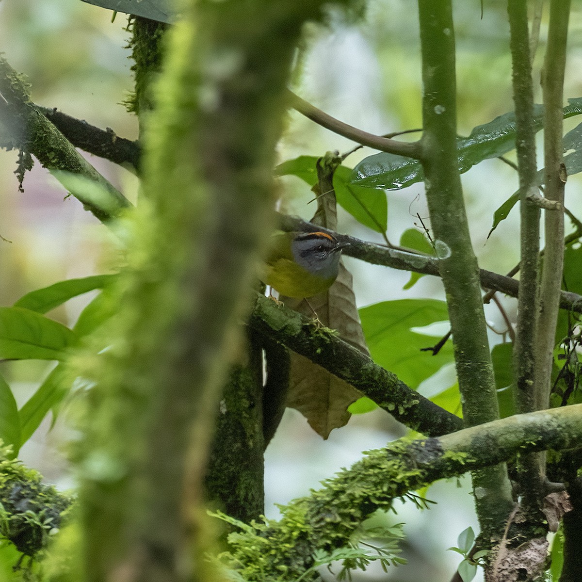 Russet-crowned Warbler - ML615873370