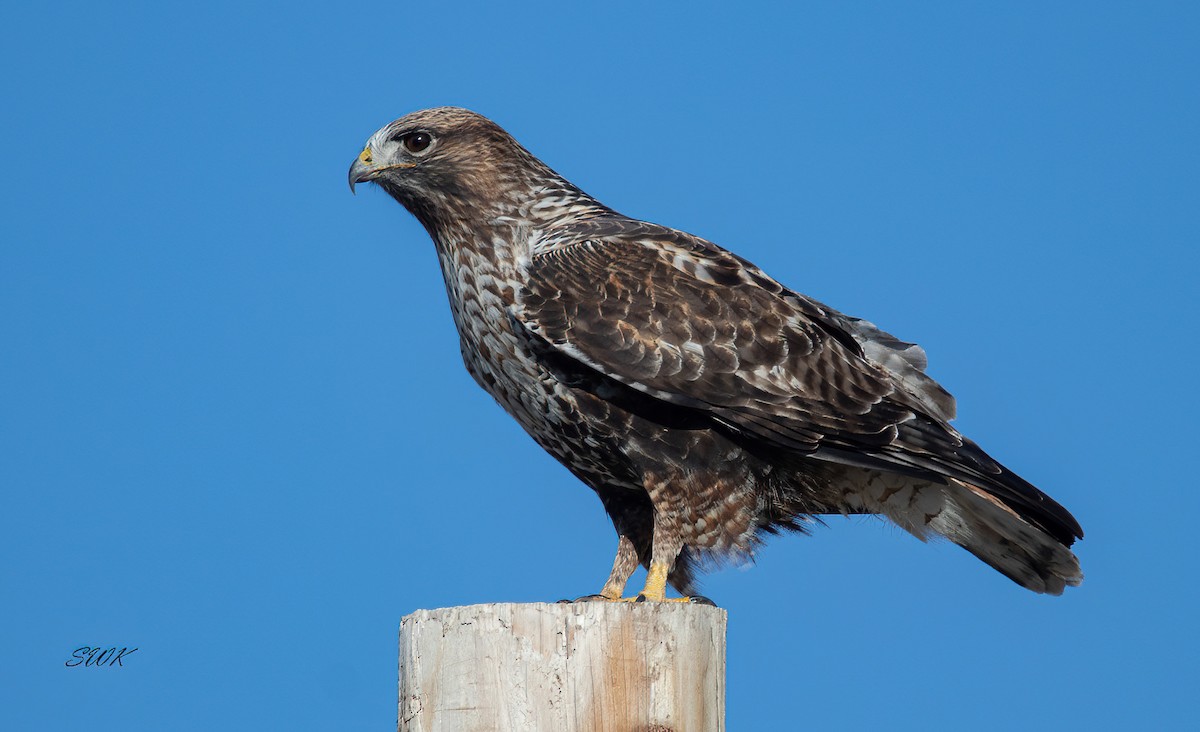Red-tailed x Rough-legged Hawk (hybrid) - Steve Krout