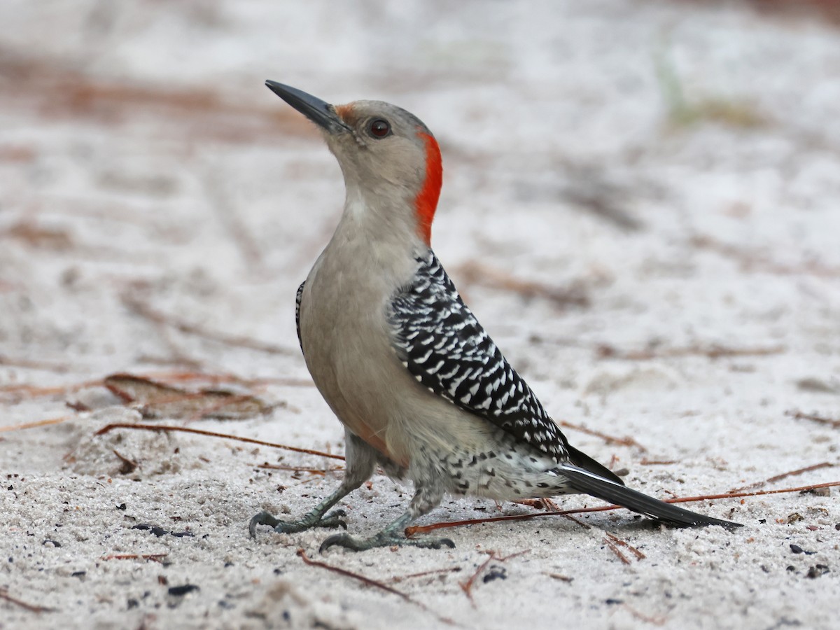 Red-bellied Woodpecker - ML615873544