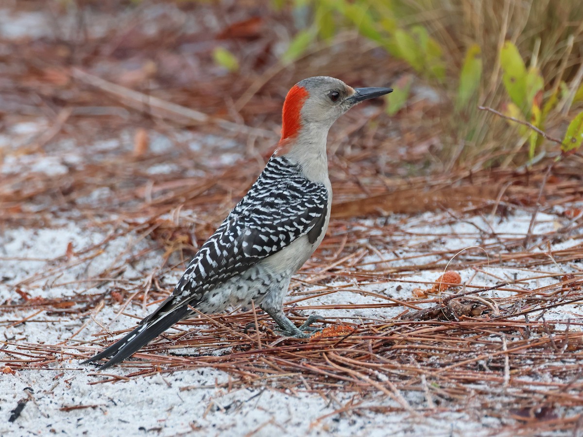 Red-bellied Woodpecker - ML615873546