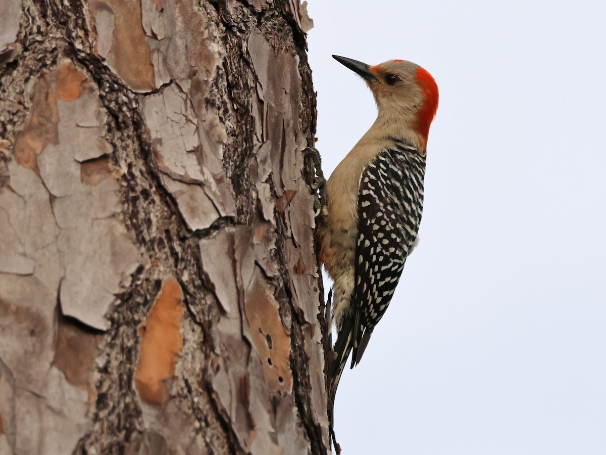 Red-bellied Woodpecker - ML615873547