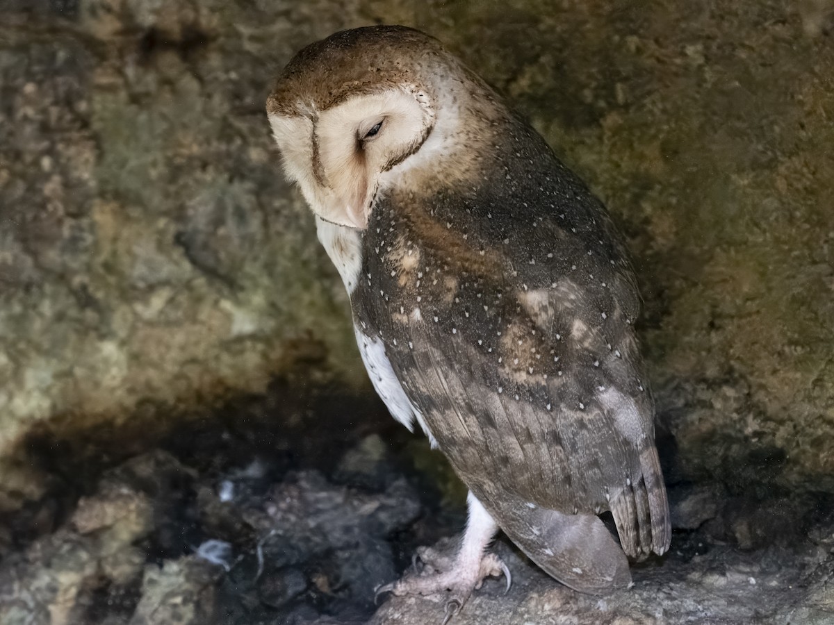 Barn Owl (Galapagos) - ML615873576