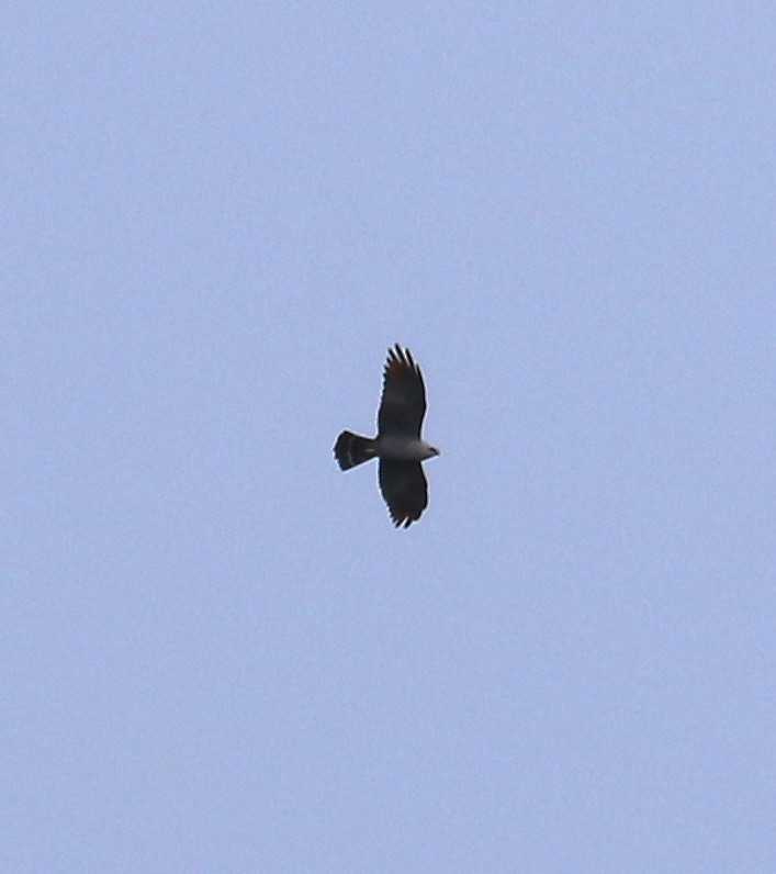 Plumbeous Kite - ML615873610