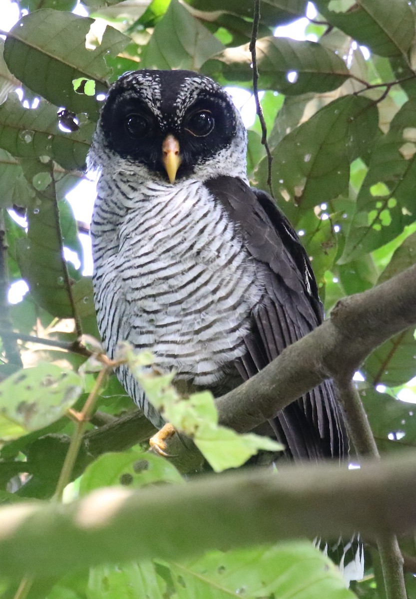 Black-and-white Owl - Bradley Waggoner