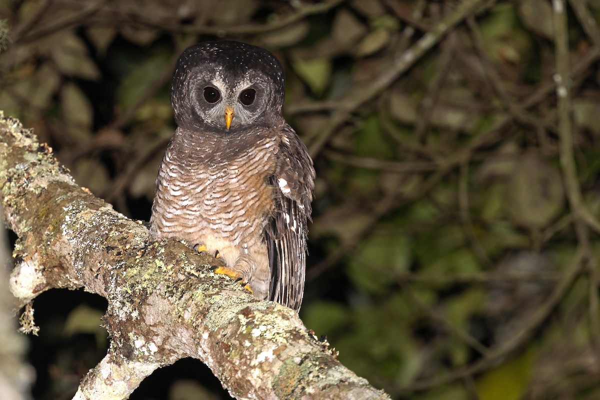 African Wood-Owl - Chris Venetz | Ornis Birding Expeditions