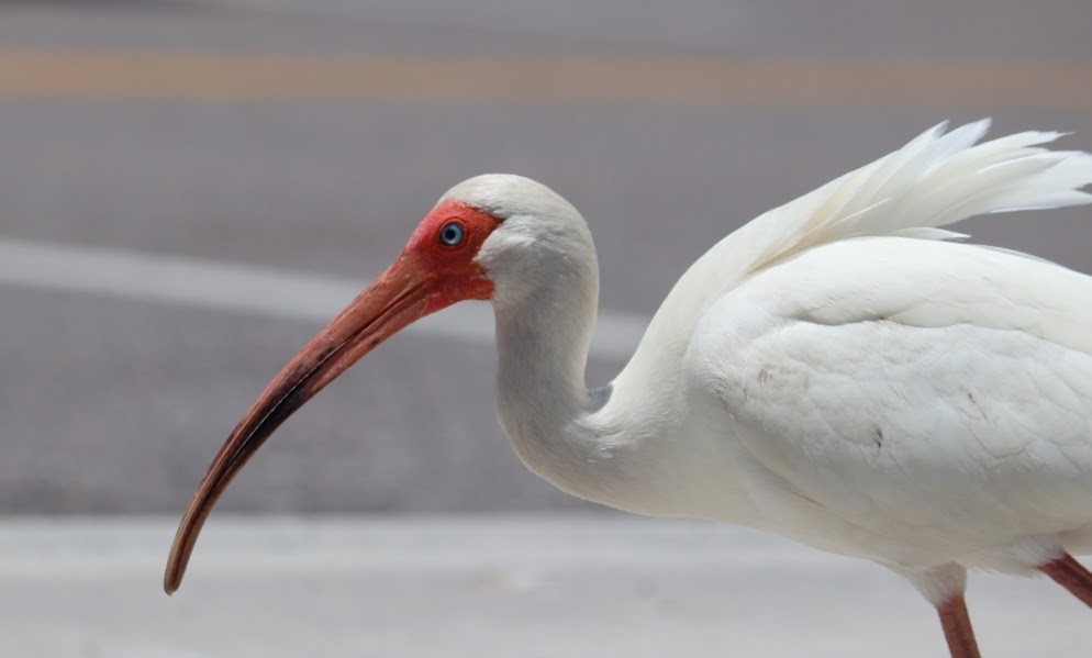 ibis bílý - ML615873685