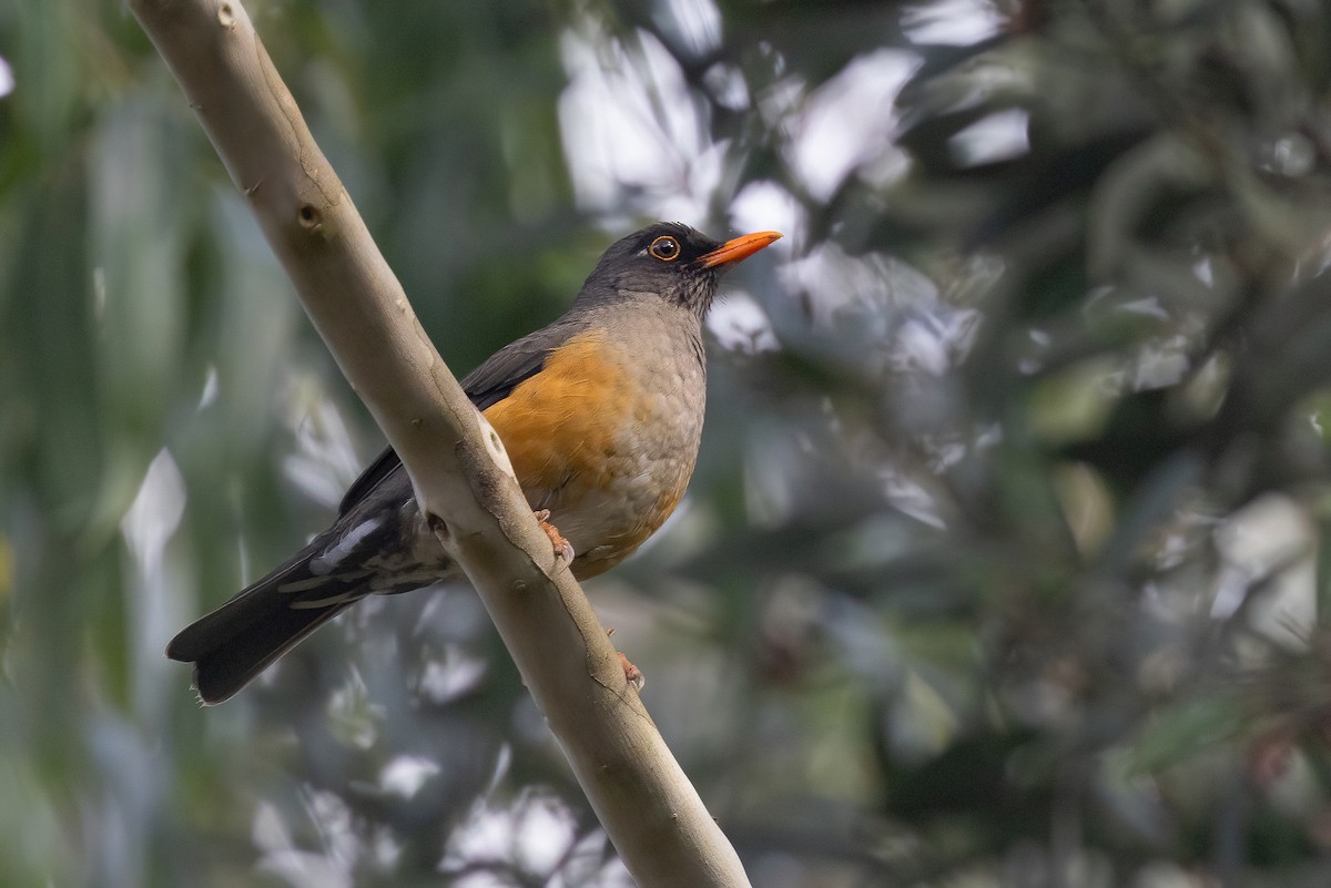 Usambara Thrush - Chris Venetz | Ornis Birding Expeditions