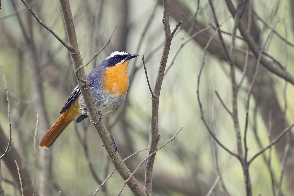 Cape Robin-Chat - Chris Venetz | Ornis Birding Expeditions