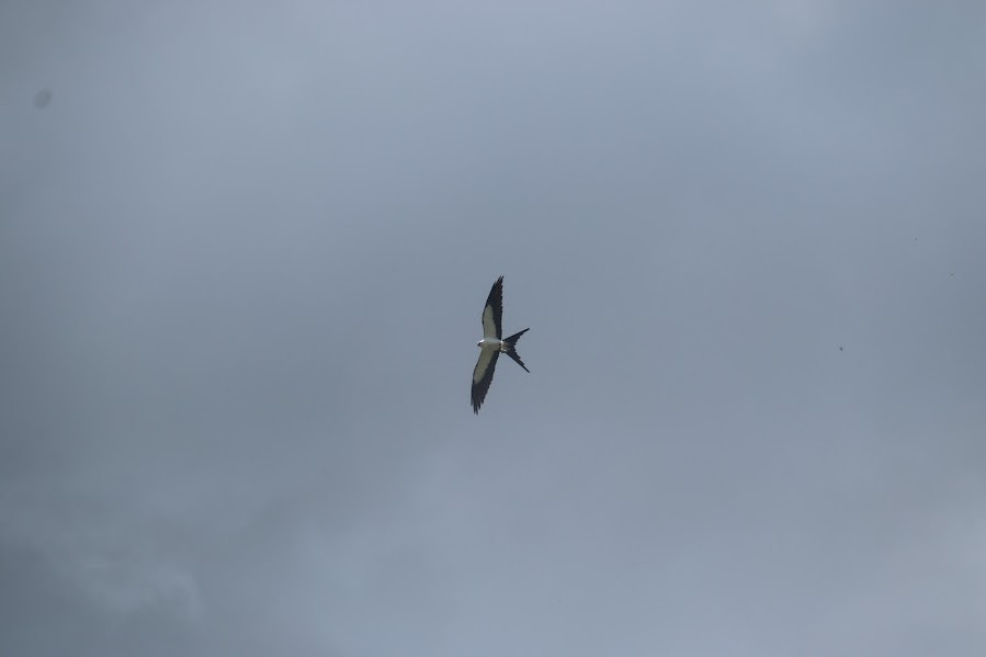 Swallow-tailed Kite - ML615873744
