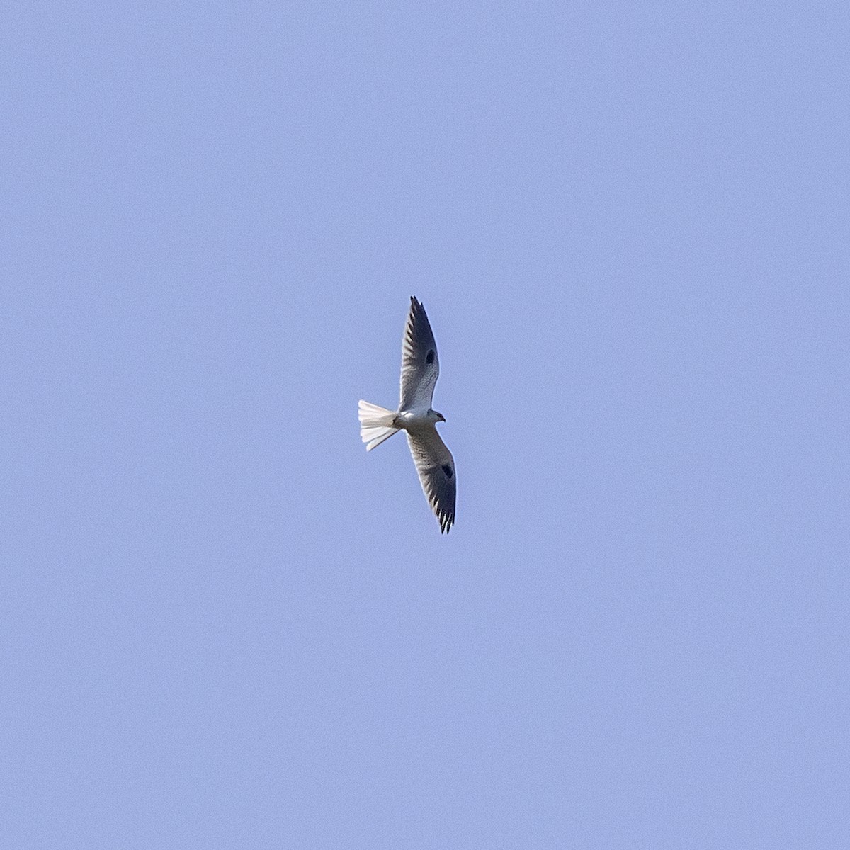 White-tailed Kite - Dan Vickers