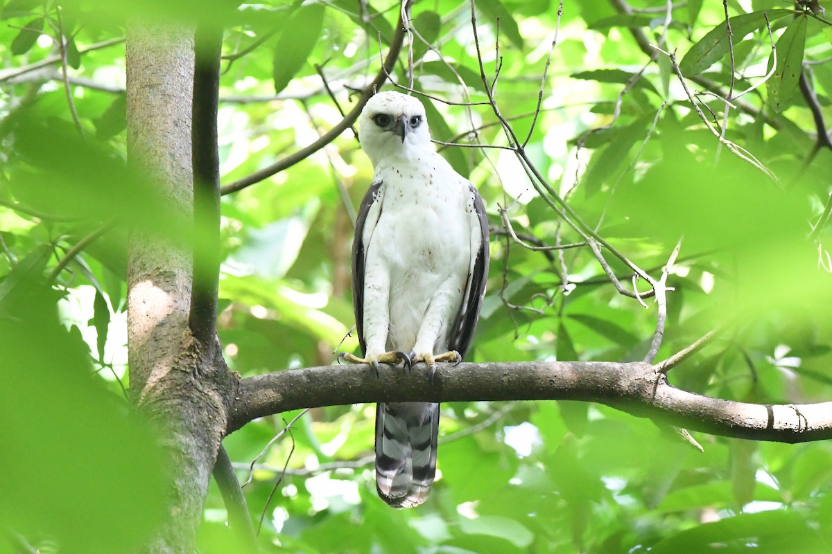Sulawesi Hawk-Eagle - Antoine Reboul