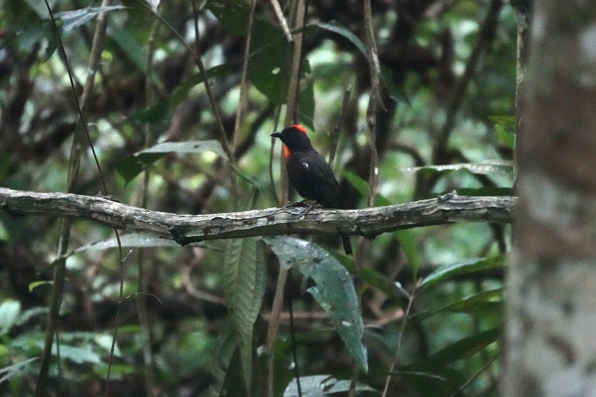 Sooty Ant-Tanager - ML615874157