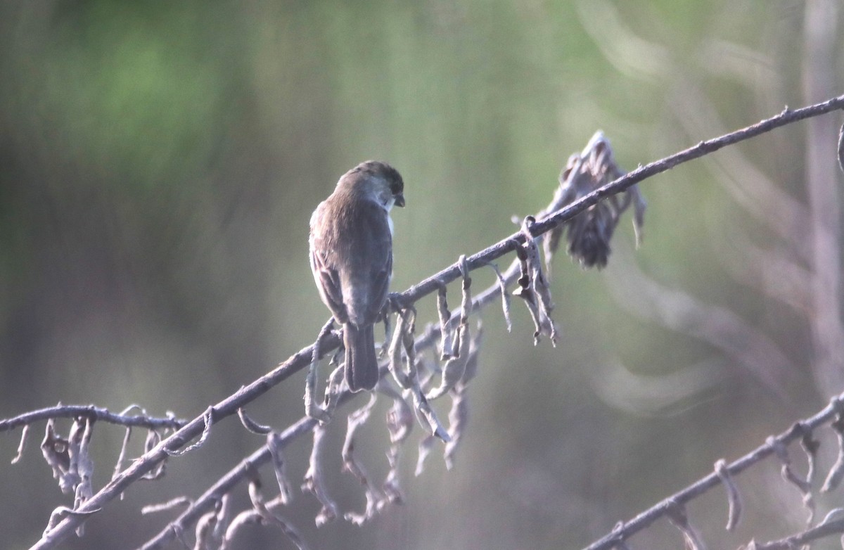 Pearly-bellied Seedeater - ML615874635