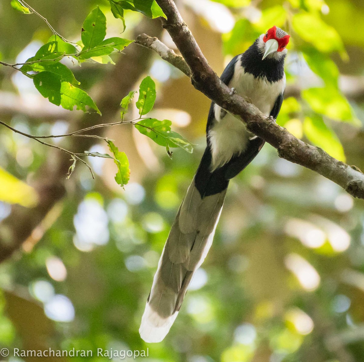 Red-faced Malkoha - ML615874731