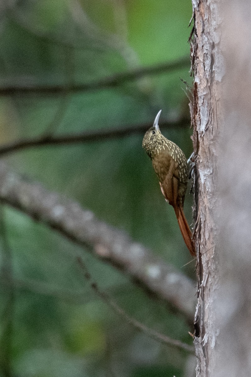 Spot-crowned Woodcreeper (Northern) - ML615874833