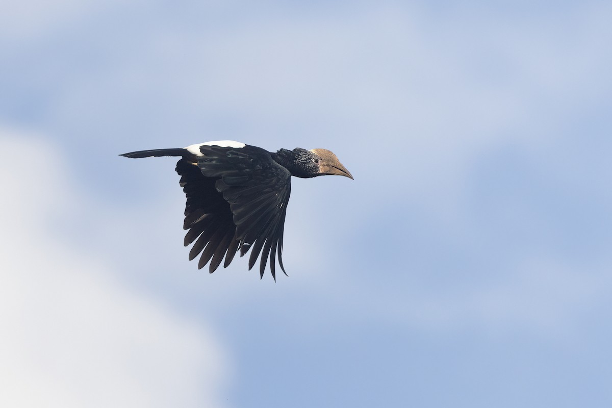 Silvery-cheeked Hornbill - Chris Venetz | Ornis Birding Expeditions