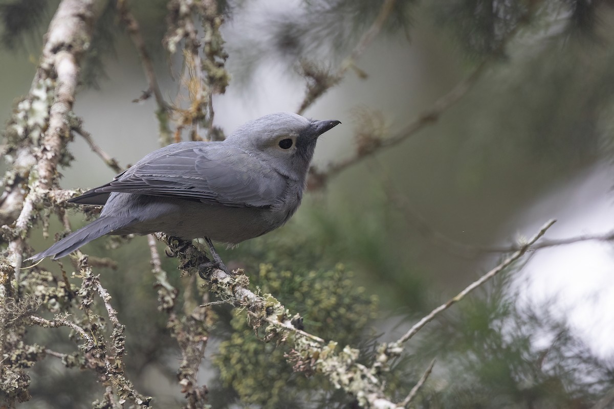 Gray Cuckooshrike - Chris Venetz | Ornis Birding Expeditions