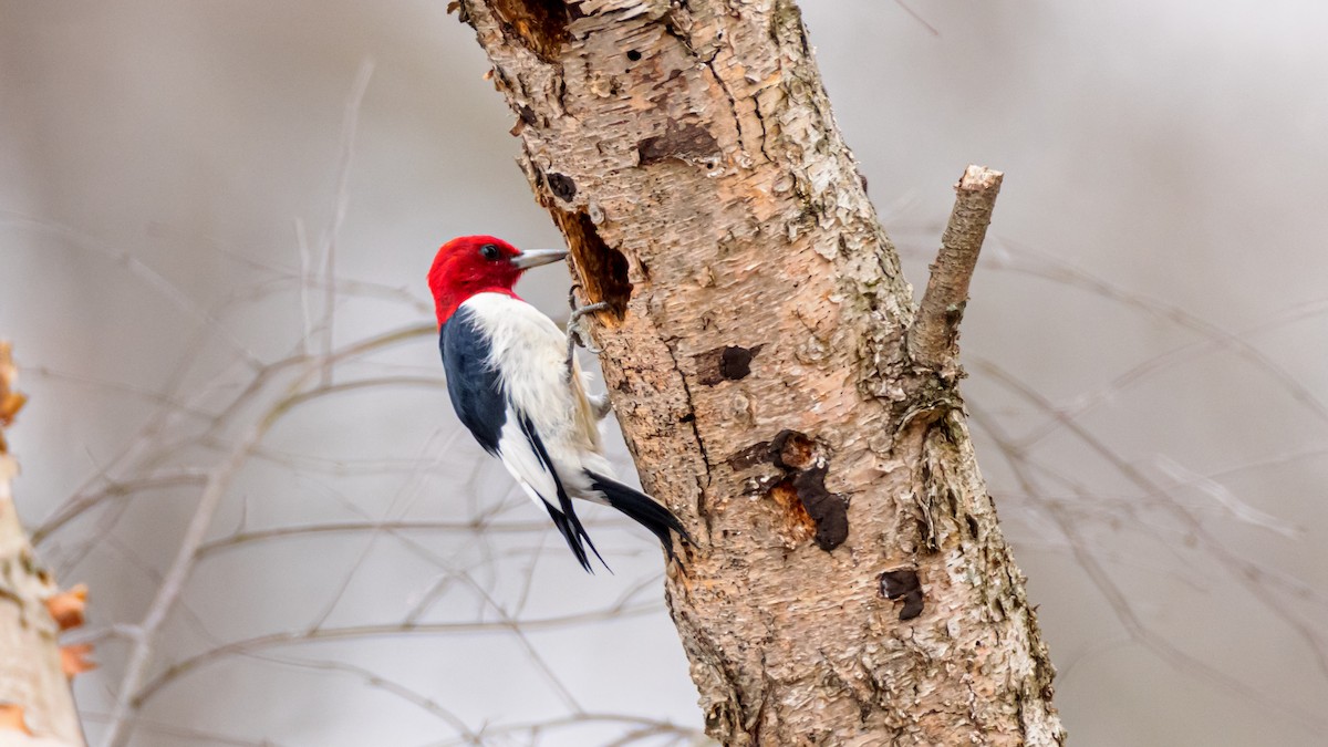 Red-headed Woodpecker - ML615874996