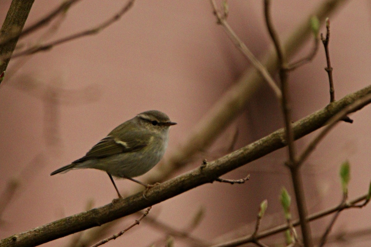 Hume's Warbler - ML615875065