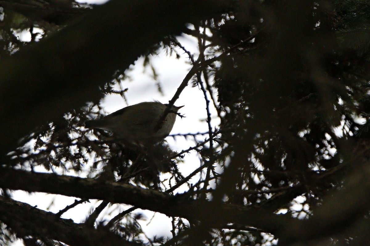 Hume's Warbler - ML615875066