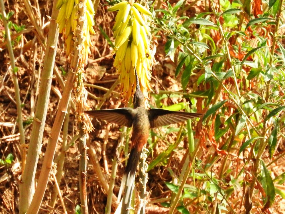 Sooty-capped Hermit - ML615875105