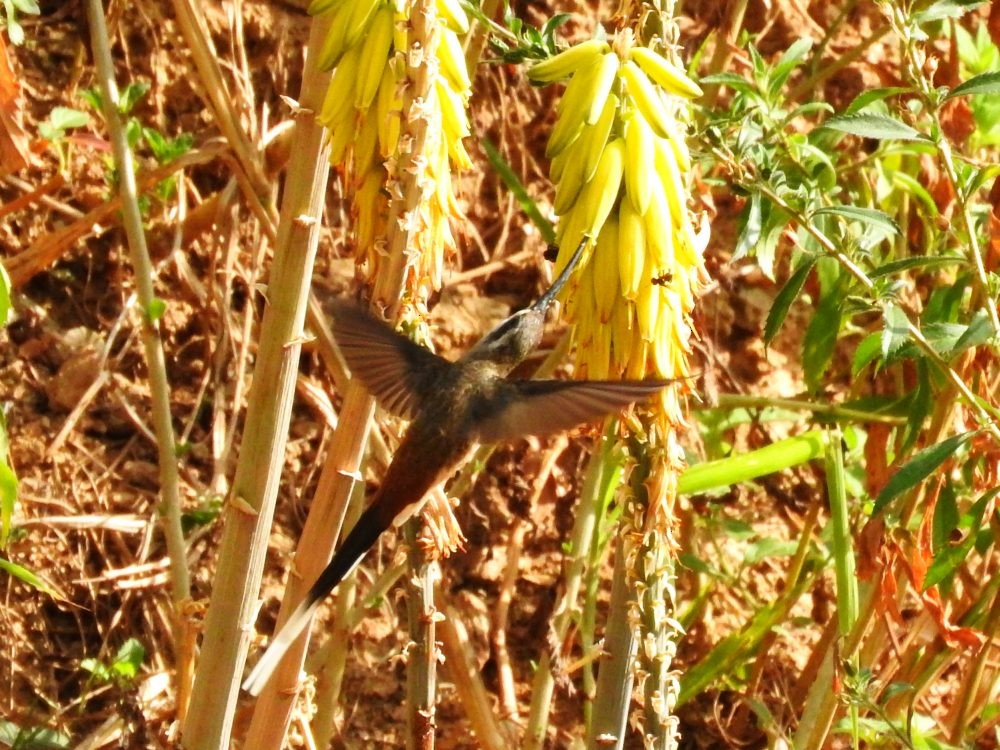 Sooty-capped Hermit - ML615875114