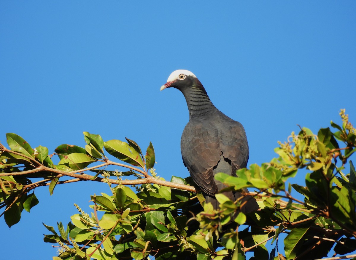 White-crowned Pigeon - ML615875239