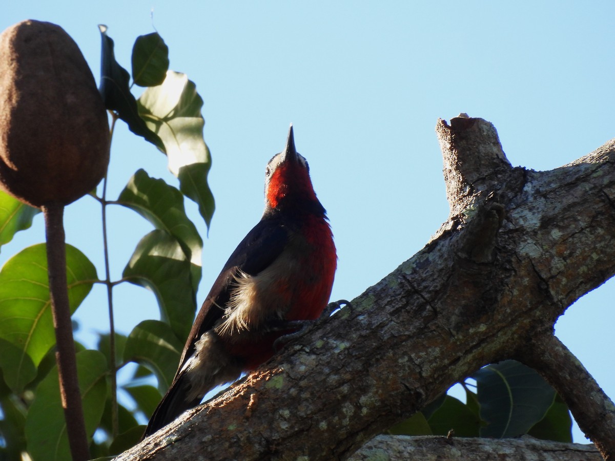 Puerto Rican Woodpecker - ML615875321