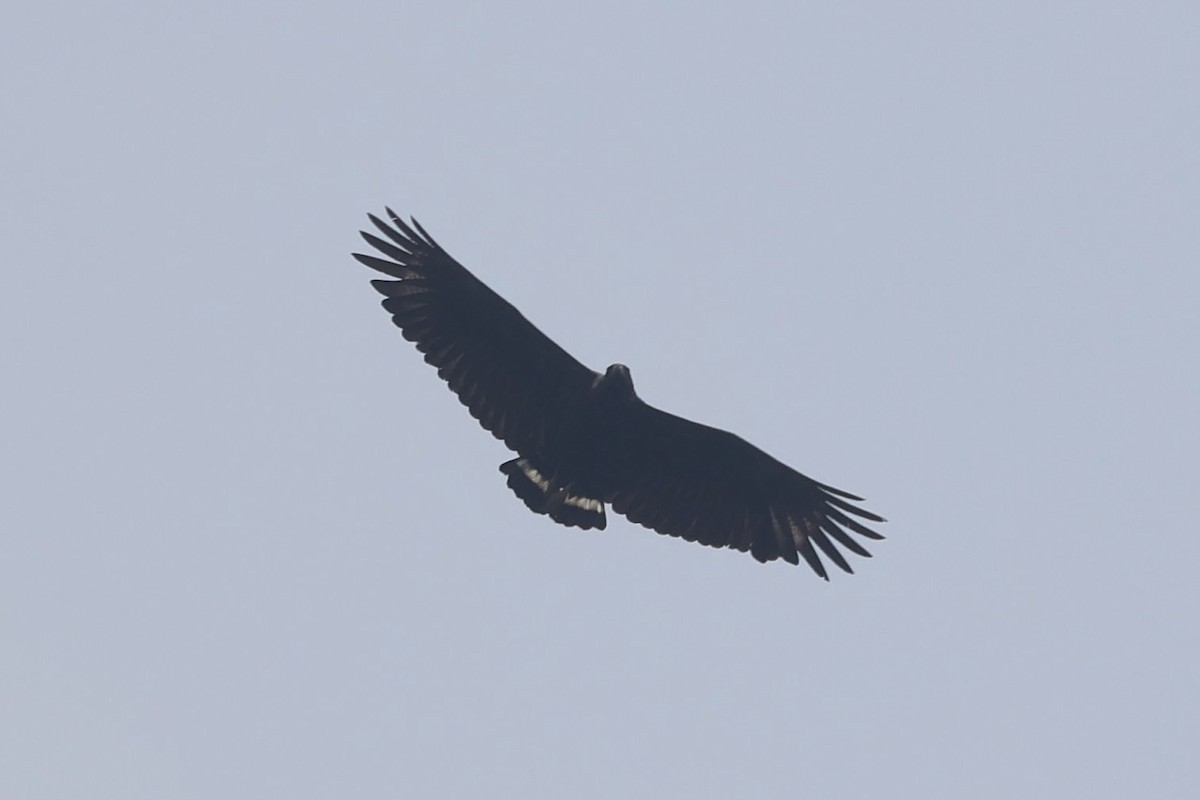 Solitary Eagle - R M