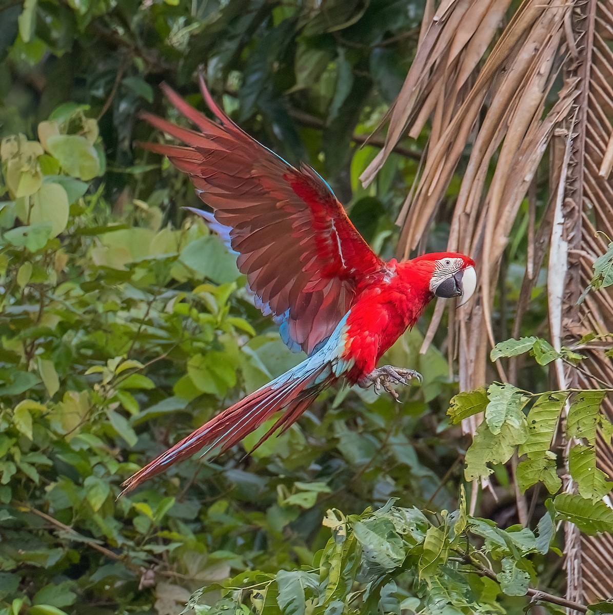 Red-and-green Macaw - ML615875865