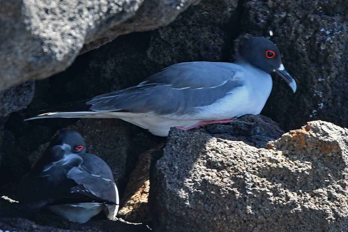 Swallow-tailed Gull - ML615875877