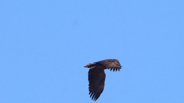 White-tailed Eagle - ML615875902