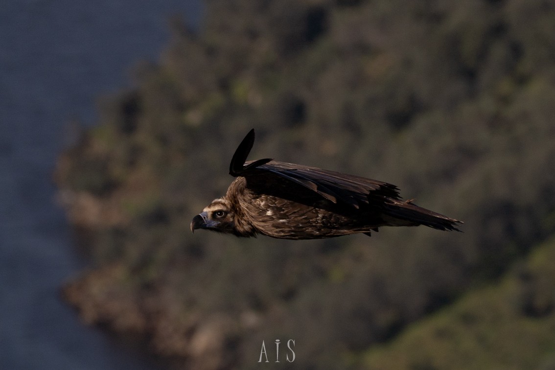 Cinereous Vulture - ML615876011