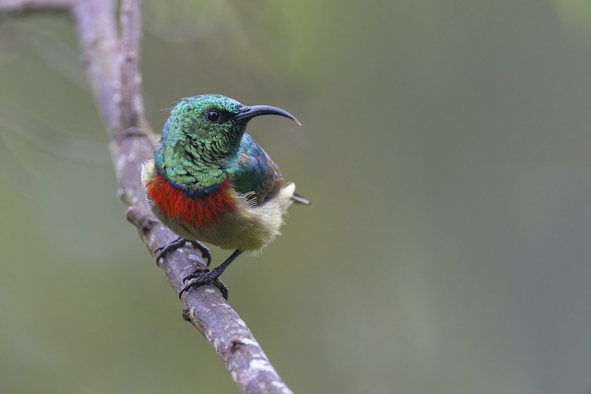 Usambara Double-collared Sunbird - Chris Venetz | Ornis Birding Expeditions