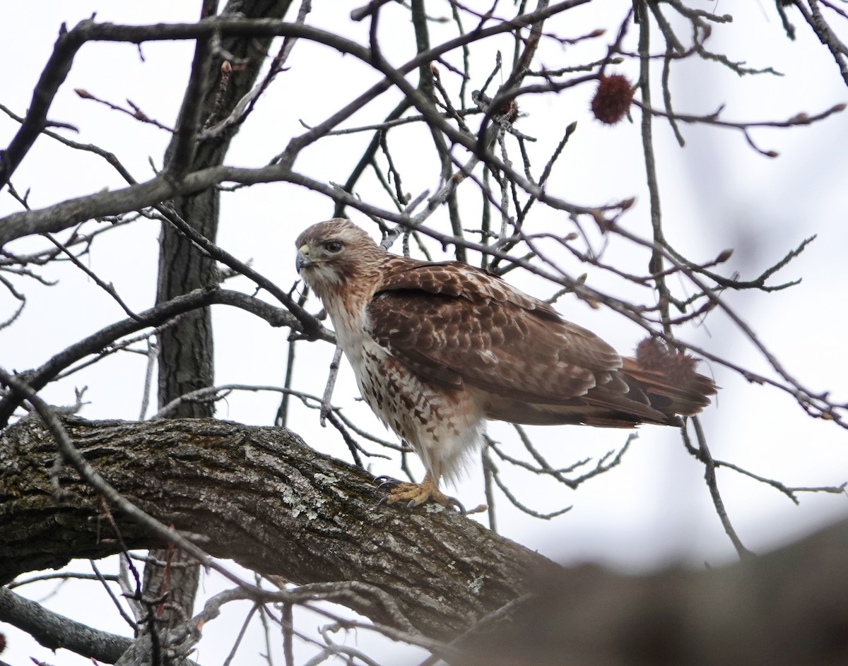 Red-tailed Hawk - ML615876247