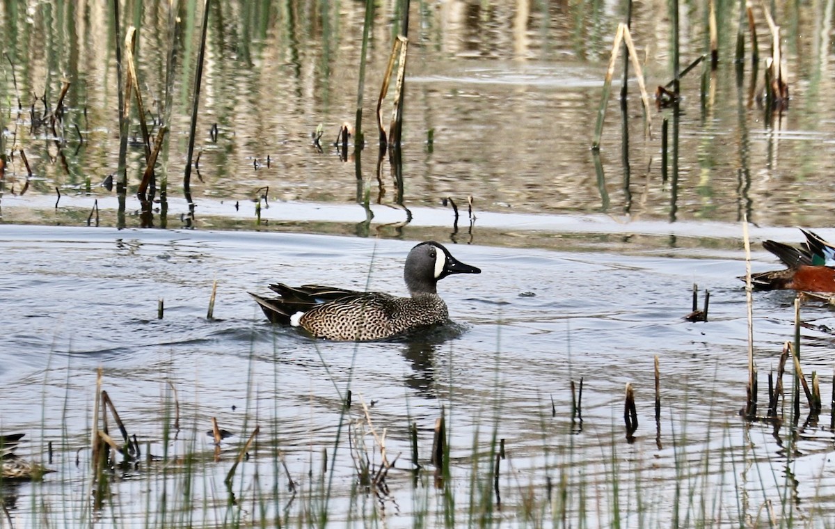Blue-winged Teal - ML615876401