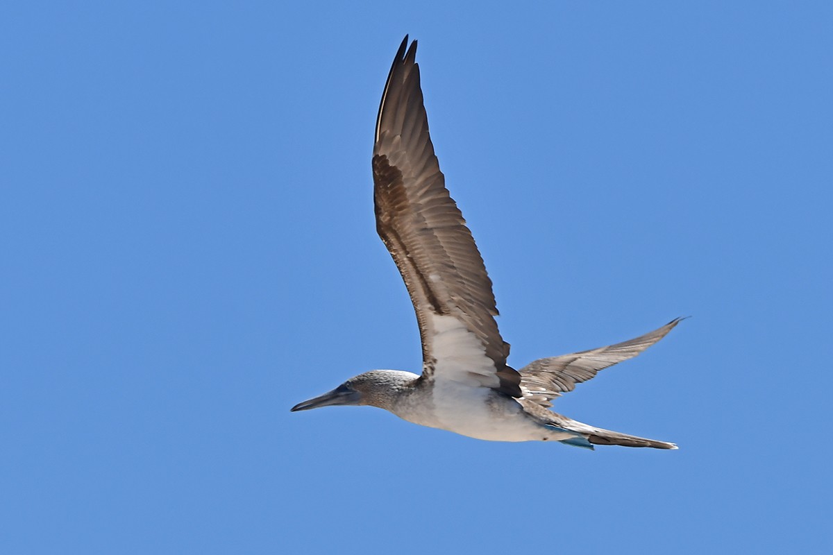 Blue-footed Booby - ML615876443