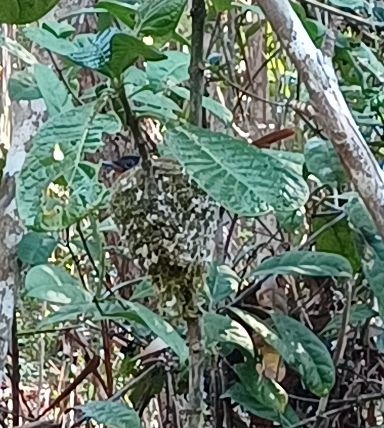 Мадагаскарская райская мухоловка - ML615876451