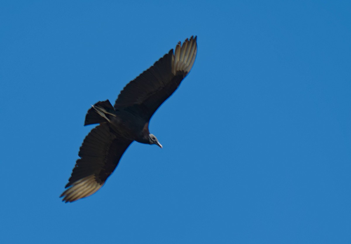 Black Vulture - ML615876472