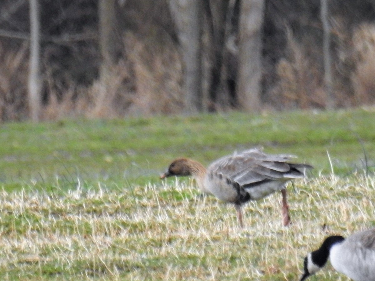 Pink-footed Goose - ML615876473