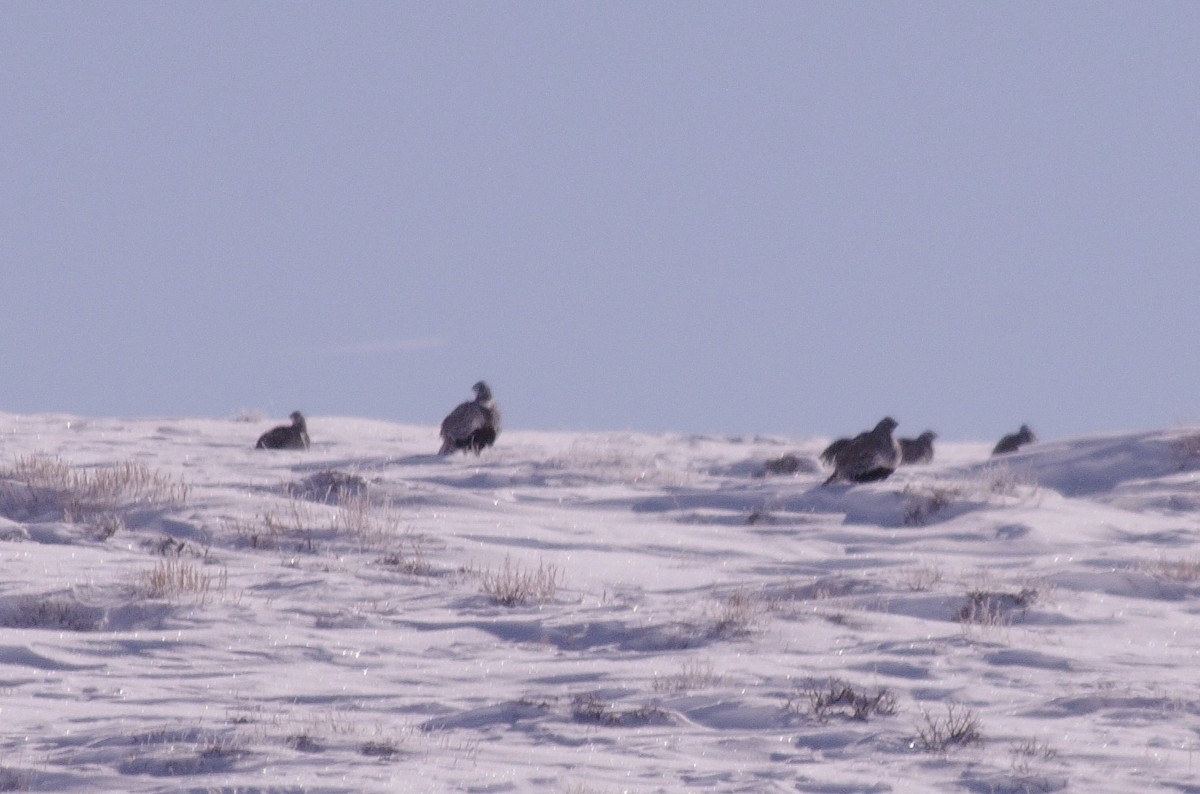 Greater Sage-Grouse - ML615876700