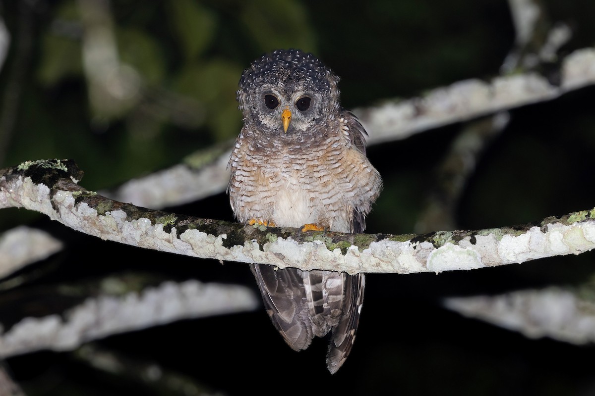 African Wood-Owl - ML615876951